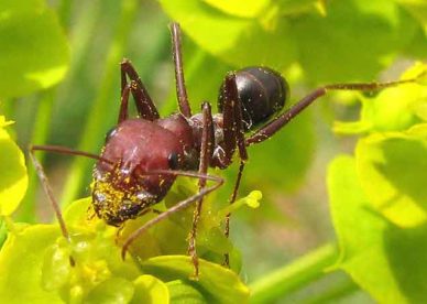 صور نمل يعيش في الأشجار ويأكل من الأزهار Tree Ants Pictures-عالم الصور